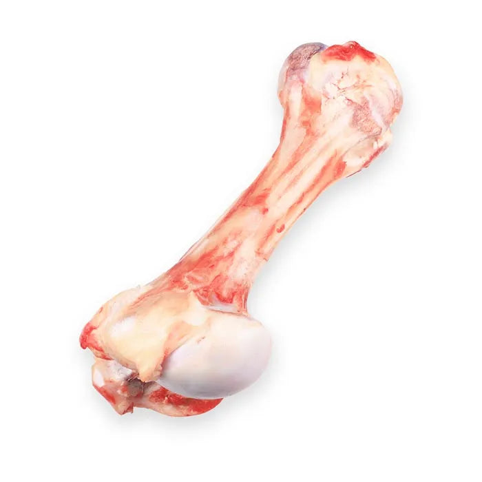 قلم گوساله / Kalb Füße